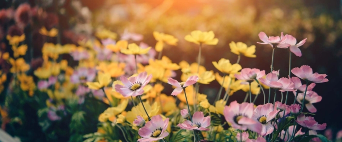 garten_aus_dem_winterschlaf_holen